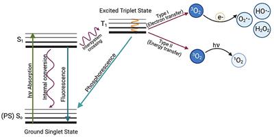 Factors Determining the Susceptibility of Bacteria to Antibacterial Photodynamic Inactivation